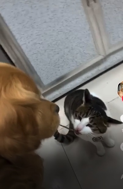 狗狗與貓分享零食。(影片截圖)