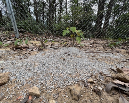 槍會山坡仍遺留大量鉛粒。綠惜地球圖片