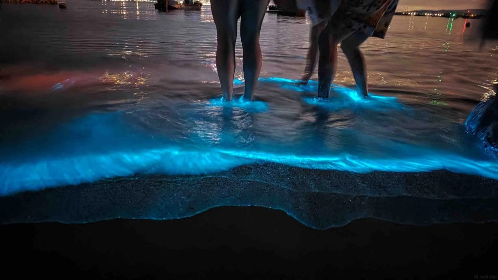 福建平潭“蓝眼泪”是著名的自然奇观。小红书@平潭蓝眼泪