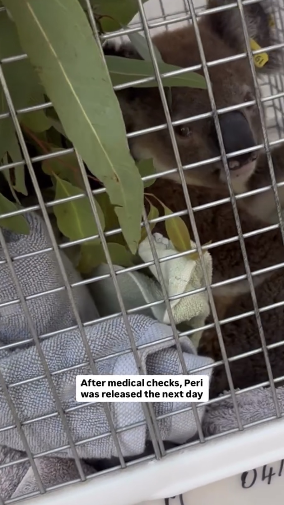 佩里接受檢查確認無恙。 fb / Koala Rescue Brisbane South