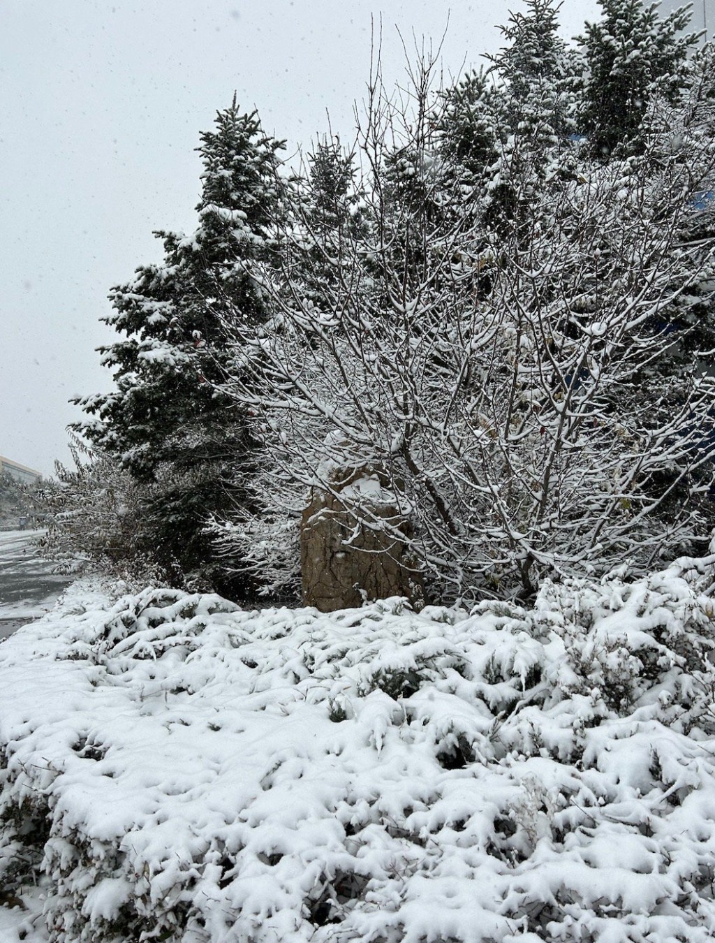 受大降溫影響，東北多個地區已下起暴雪。微博
