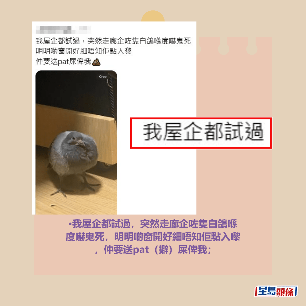 •我屋企都試過,突然走廊企咗隻白鴿喺 度嚇鬼死,明明啲窗開好細唔知佢點入嚟 ,仲要送pat(擗)屎俾我;Threads截圖 •我屋企都試過,突然走廊企咗隻白鴿喺 度嚇鬼死,明明啲窗開好細唔知佢點入嚟 ,仲要送pat(擗)屎俾我;Threads截圖
