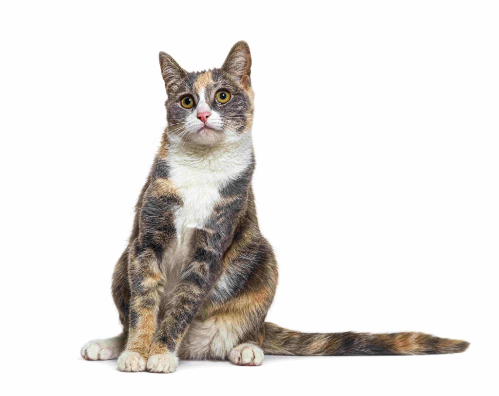 5月21日，是日本「三色貓」的紀念日。