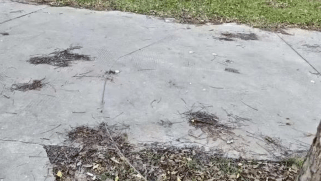 樹幹上的鐵絲非常隱蔽。極目新聞