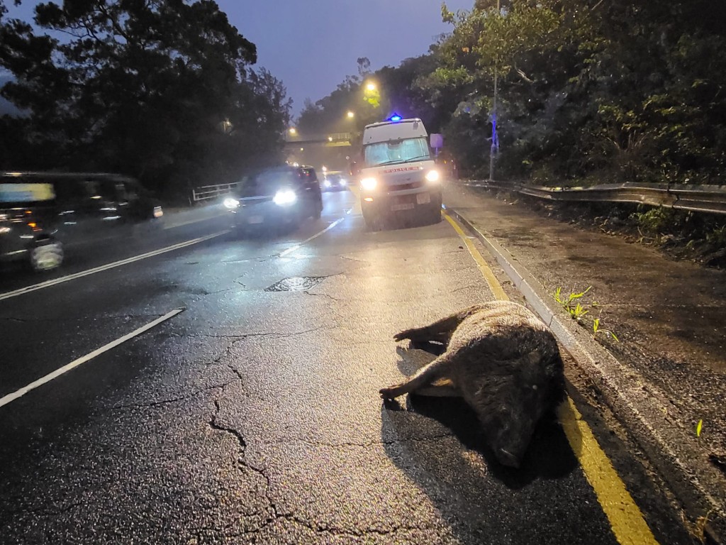 一隻成年野豬先後被私家車及貨車撞及，最終不治。
