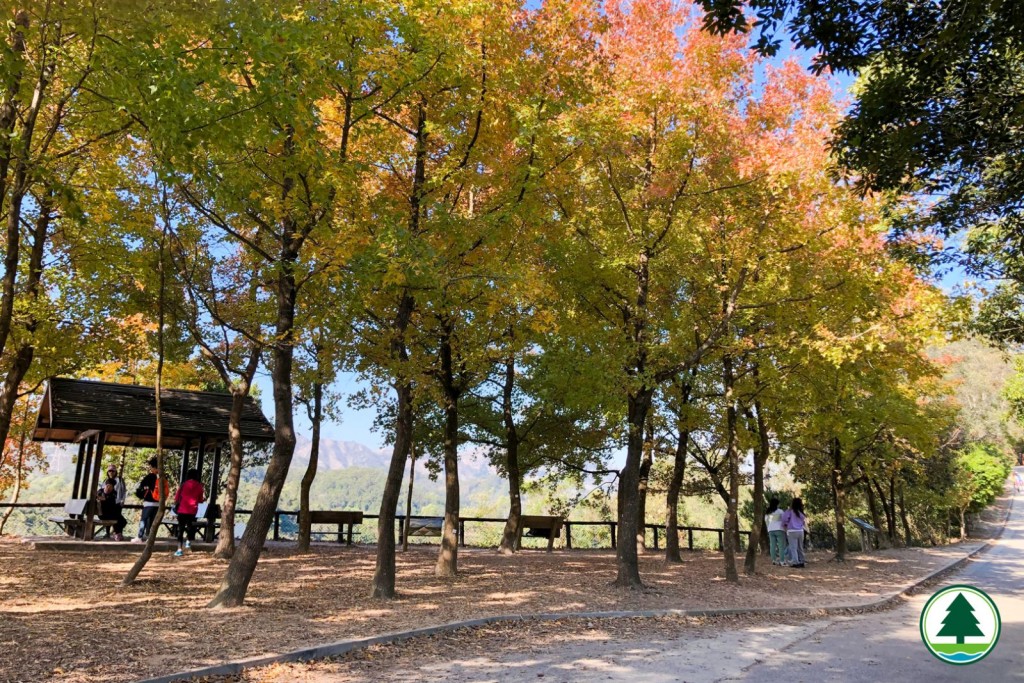 元朗大欖郊野公園楓香林最新情況。漁護署圖片