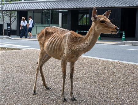 2020年9月曾傳出奈良鹿受疫情影響，少了觀光客前往餵食，瘦至「皮包骨」。 twitter圖