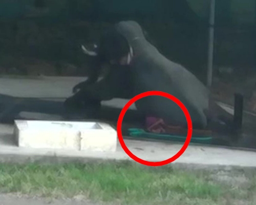 印度南部喀拉拉邦一名動物園工作人員意外被大象壓死。(網圖)