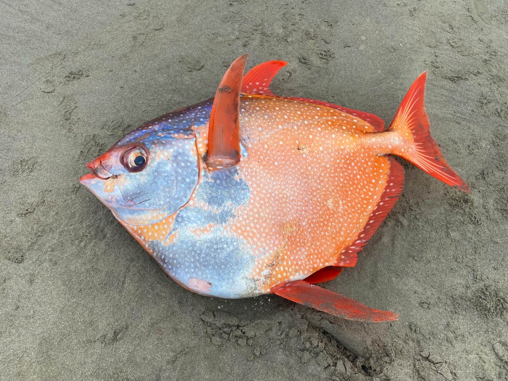 Seaside Aquarium Facebook圖片