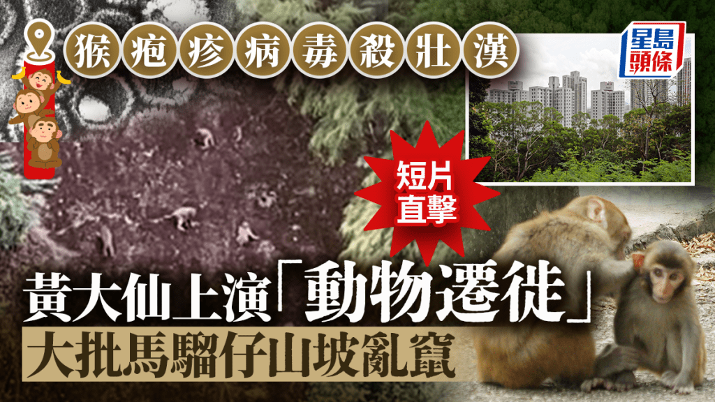 猴疱疹病毒｜黃大仙上演「動物遷徙」記 短片直擊大批馬騮仔山坡亂竄