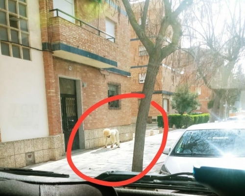 西班牙「假扮成狗」出門散步。 網圖