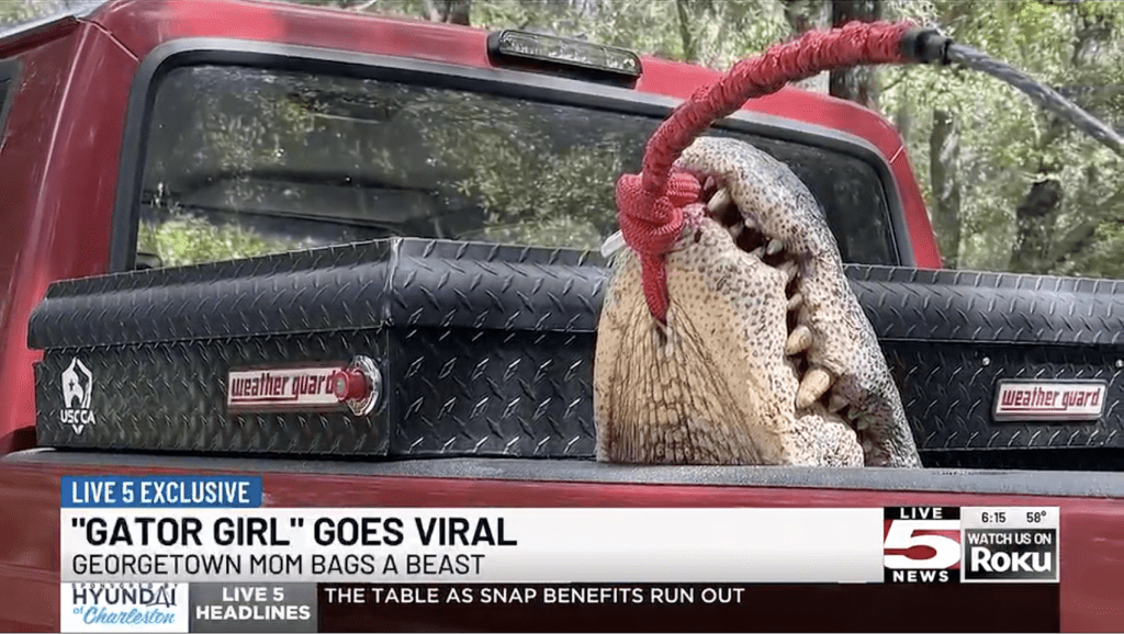 利文斯顿放产假狩猎时成功捕获一条长达3.6米、重达271公斤的巨鳄，引来其他居民注目。Live5News画面截图