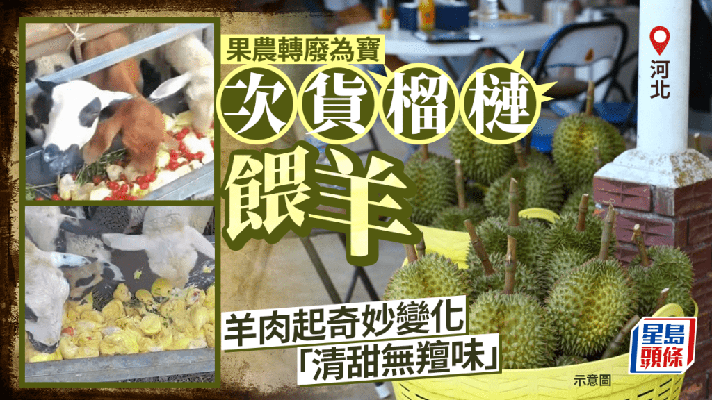 河北果農榴槤餵羊，驚揭羊肉清甜無「騷味」，網民直呼太豪，實為變廢為寶。