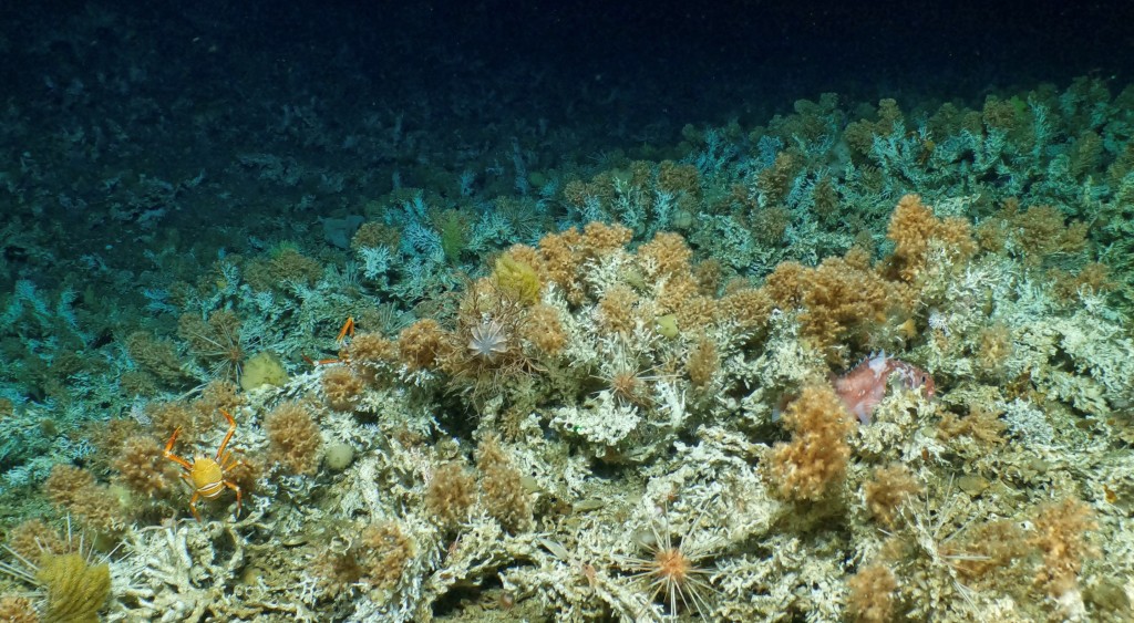 地球气候暖化，珊瑚礁面对白化风险。(路透社)
