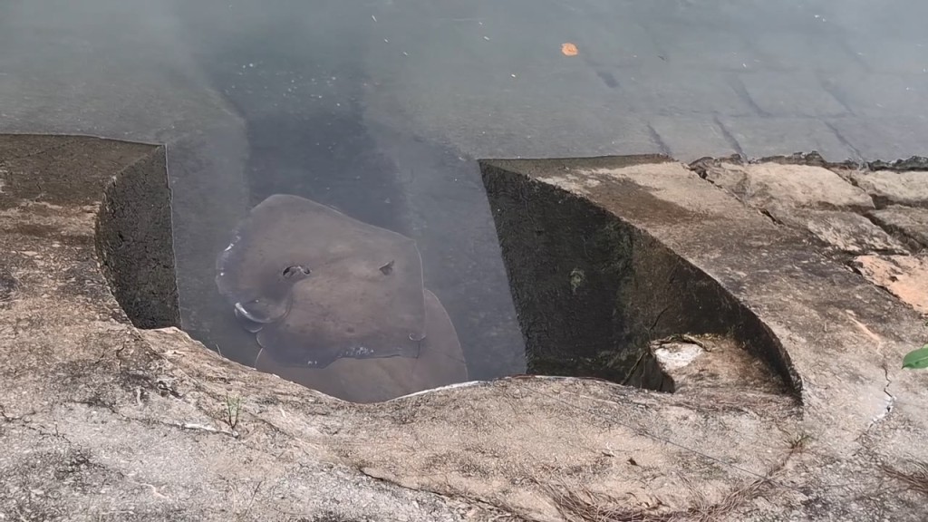 有釣友釣走至少3條魔鬼魚。網上片段截圖 有釣友釣走至少3條魔鬼魚。網上片段截圖
