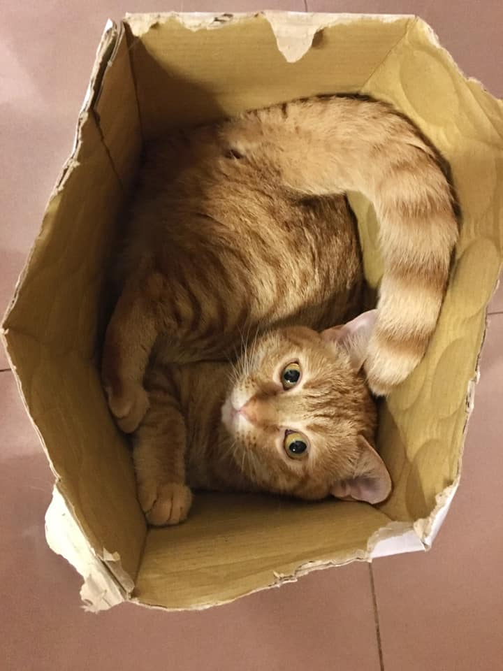 有网民依样画葫芦自制「盒中猫」。