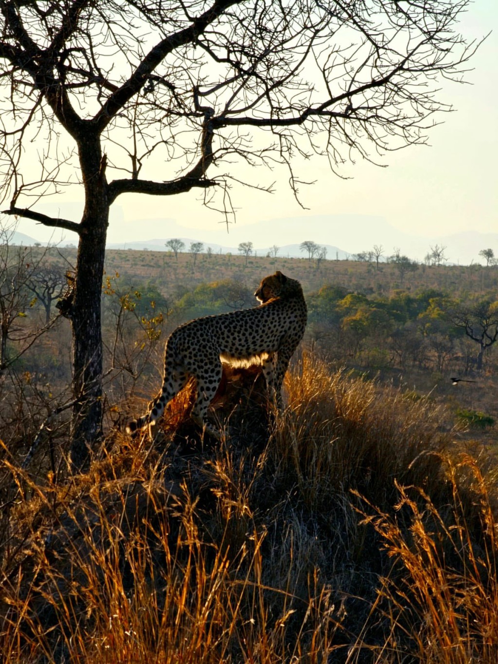 克魯格公園裡的野生動物。（X@SANParksKNP）