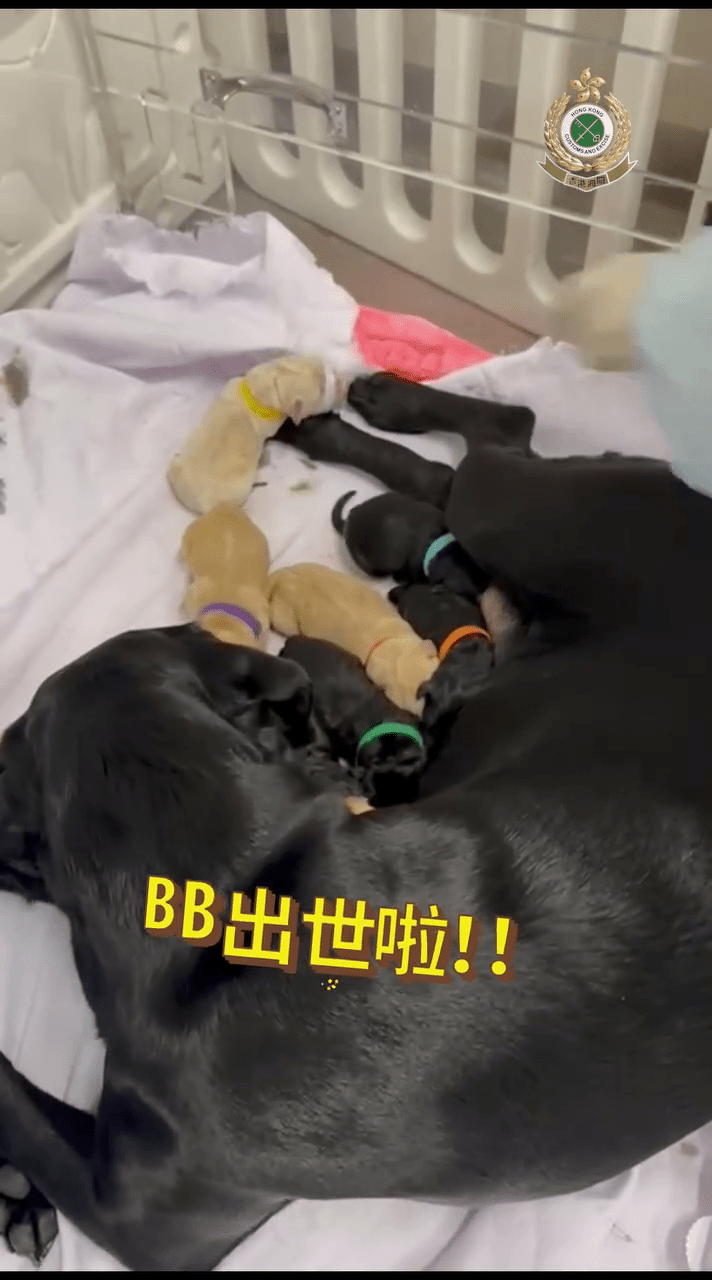 關員生產期間及之後，人員更全天候24小時悉心照顧媽媽與幼犬。