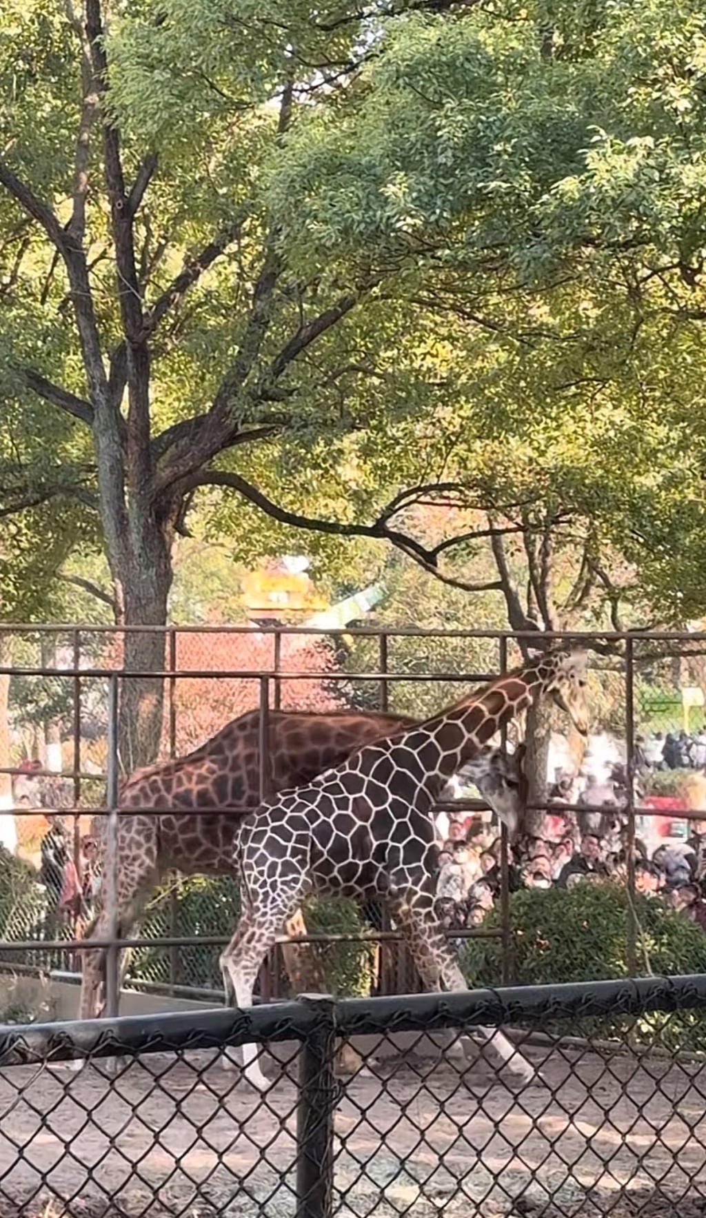 南京動物園長頸鹿打架上演「自由脖擊」。抖音@Swag