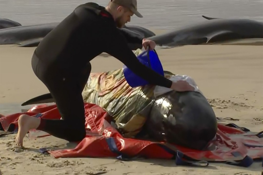 熱心民眾替已死去的鯨魚的屍體蓋上毛毡，又在一些仍然有氣息的鯨魚身上淋水。AP