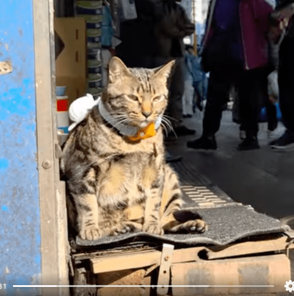 「阻B」每日早上在藥房開閘後，都會熟性地跑到對開巴士站陪伴乘客等車，深受街坊及擁躉喜愛。fb@「阻B」關注組