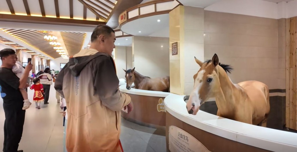 景區的汗血寶馬吸引不遊遊客餵飼。抖音＠中國馬鎮dj馬