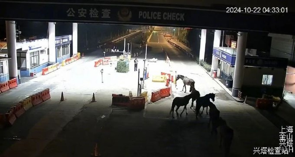 上海街头凌晨惊现七匹马，沪浙警方联手送回浙江。