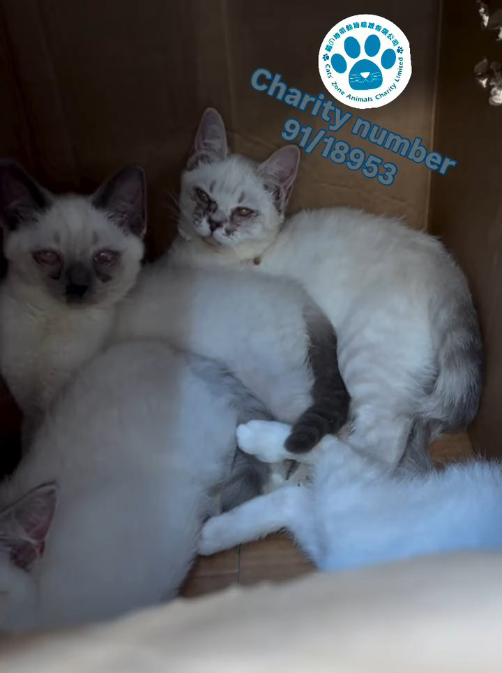 5隻貓B被人放在一個密封紙箱內。「貓の地帶動物慈善」提供相片 5隻貓B被人放在一個密封紙箱內。「貓の地帶動物慈善」提供相片