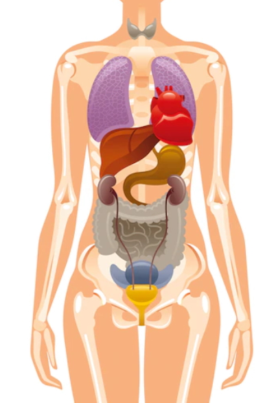 女性臟腑或受春困影響,出現小毛病。 女性臟腑或受春困影響,出現小毛病。
