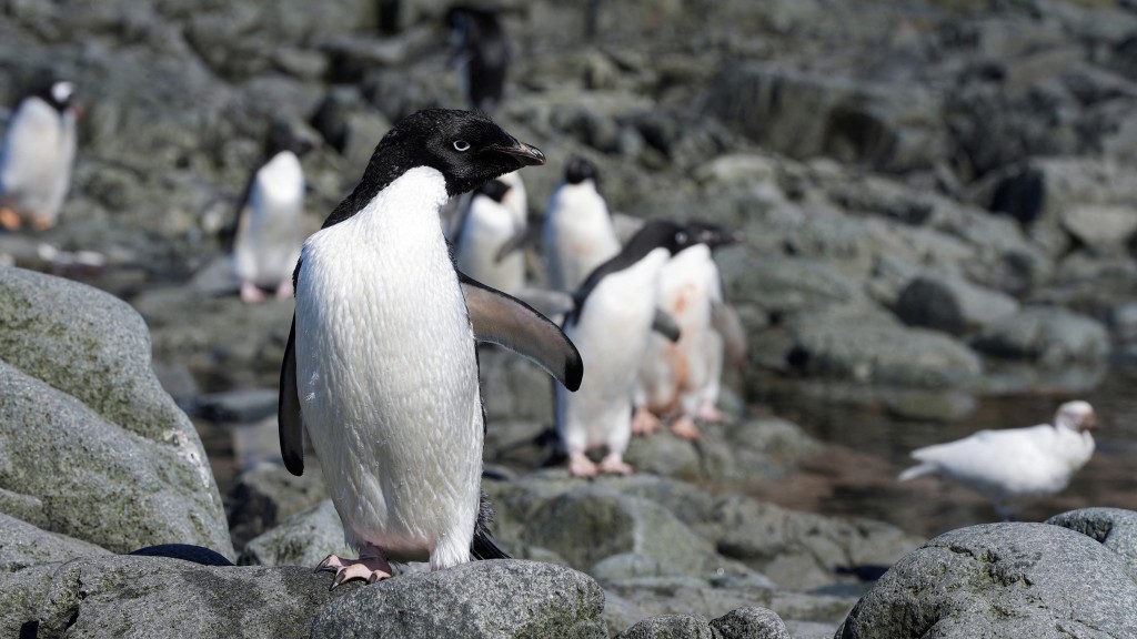 南極洲南極半島的阿德利企鵝群。 路透社
