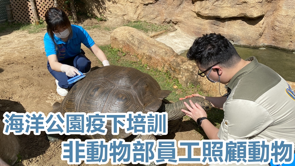 在督導Kay的陪同下，Liz為大象龜擦背。