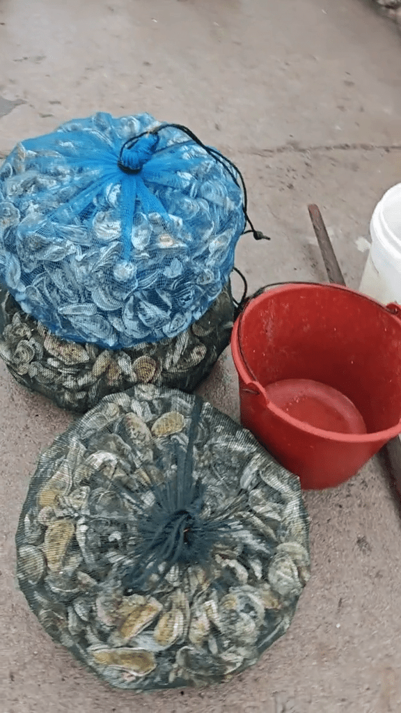 颱風後，在福建漳州，退潮後海灘遍地生蠔，市民收穫豐富。