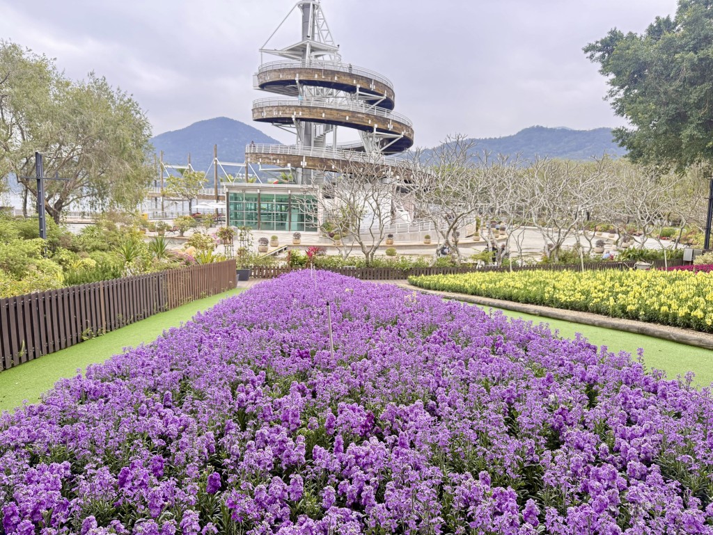 大會以花姿優雅的紫羅蘭為主題花，並以「花語尋『香』——細味城市特色」為主題。政府新聞處圖片