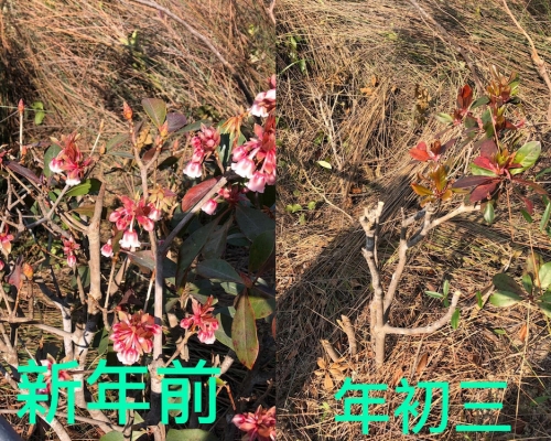 網民發現山上的吊鐘花被剪。香港自然生態論壇FB(Chung YunTak)