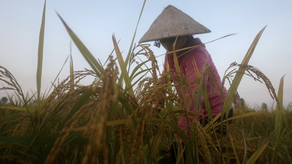 越南河内的农民正在收割水稻。 路透社资料图