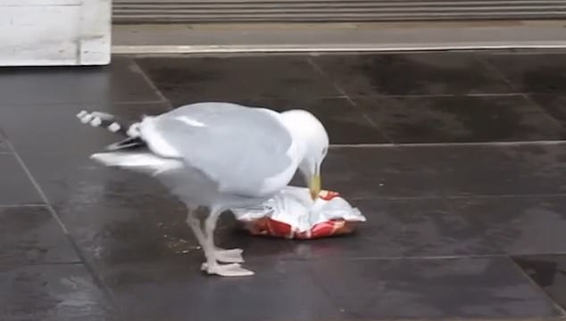 海鷗啄開包裝準備開始瘋狂進食。（網圖）