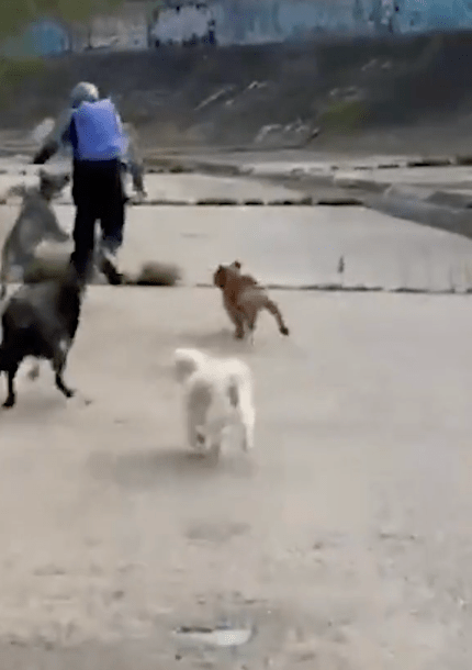 从现场监视器片段可见，六只不同品种的大型犬只一路狂吠猛追，吓得色魔。 IG@Jacqueifelgate（下同）