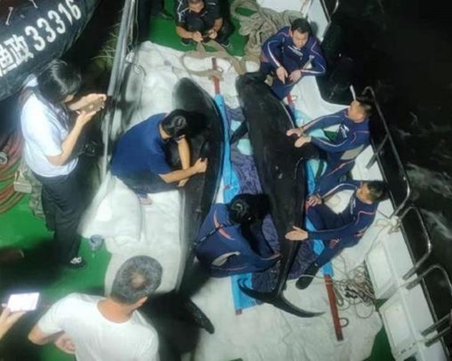浙江擱淺的兩條瓜頭鯨已放歸大海。