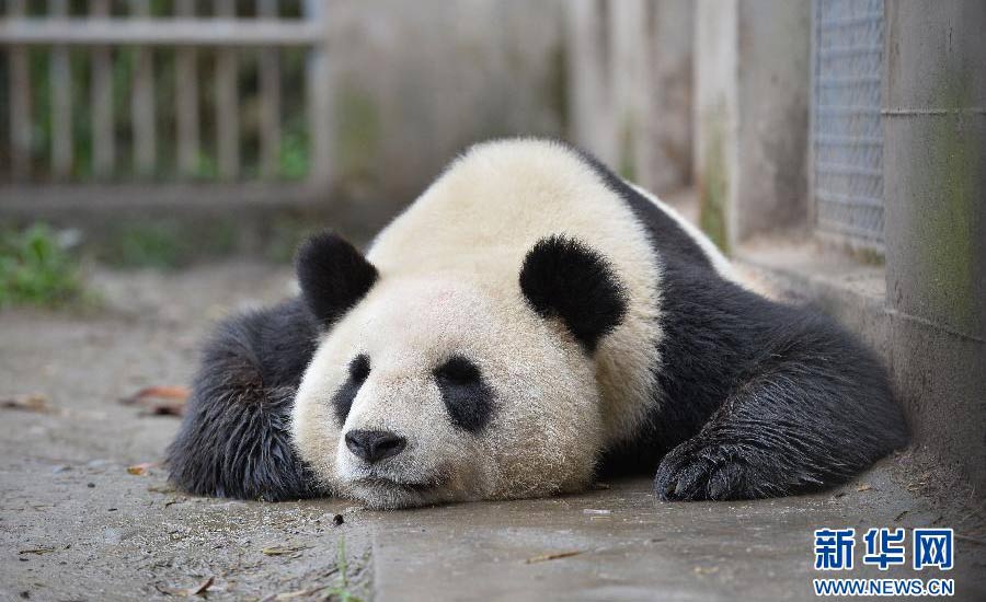 一隻大熊貓趴在地上打盹。新華網