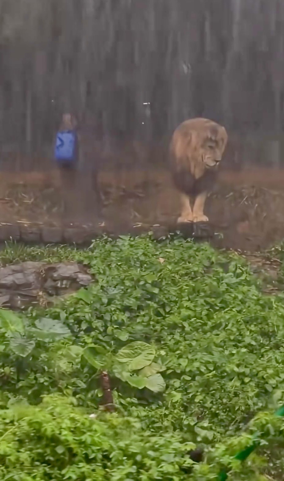 长隆野生动物世界狮子淋雨失恋样惹关注。 长隆野生动物世界狮子淋雨失恋样惹关注。