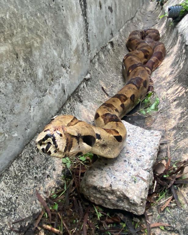 李詠豪早前於城門郊野公園捕獲1條身軀受傷、疑遭棄養的紅尾蚺。