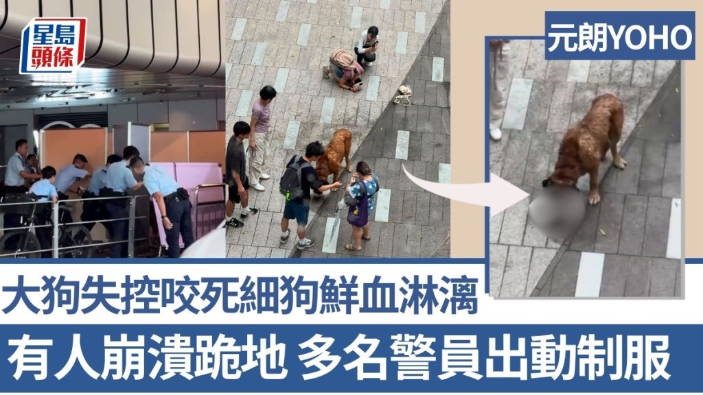 元朗YOHO大狗失控咬死细狗鲜血淋漓 有人崩溃跪地 多名警员出动制服