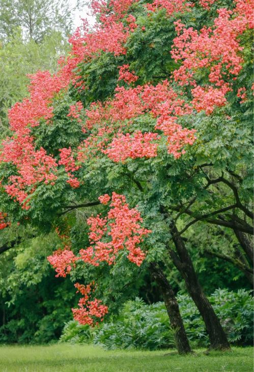 莲花山公园是赏栾树花的热门地方