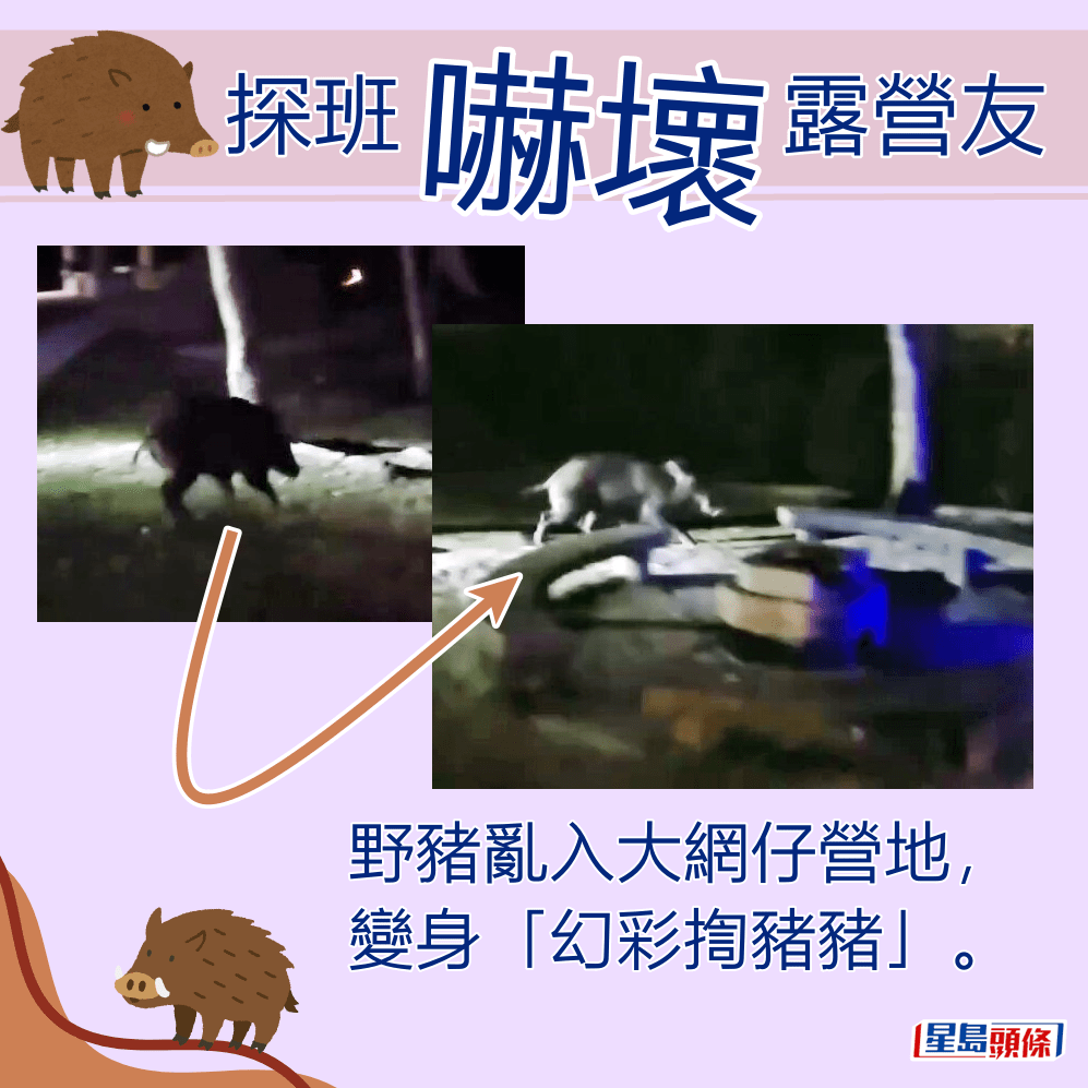 野豬亂入大網仔營地，變身「幻彩揈豬豬」。fb「香港人露營分享谷」截圖