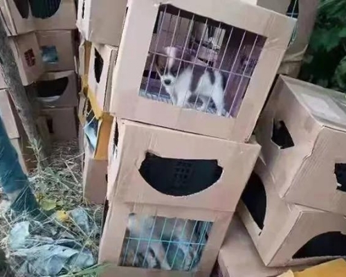 71隻貓、36隻狗被放盲盒遺棄路邊。