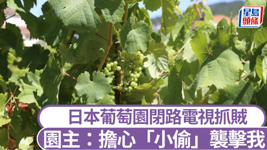 日本一位葡萄園主發現大黑熊偷葡萄。（示意圖）新華社