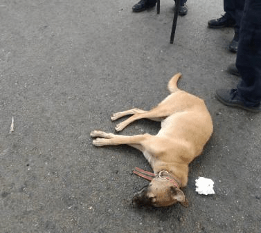 涉事狗隻前後一共咬傷了13個人，最後被趕來的警察擊斃。
