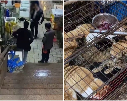 湖南永州市場被揭賣現宰活貓。