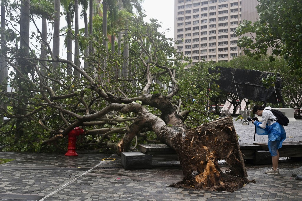 颱風「韋帕」襲港期間,有樹木連根拔起。 颱風「韋帕」襲港期間,有樹木連根拔起。