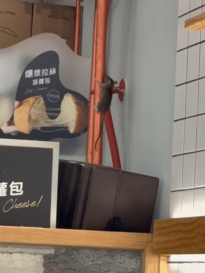 老鼠爬上店內水管。IG:aliahreek 老鼠爬上店內水管。IG:aliahreek